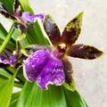 Zygopetalum hybrid #02 * fragrant