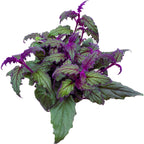 Gynura aurantiaca « Purple Passion » (plante aux feuilles de velours)