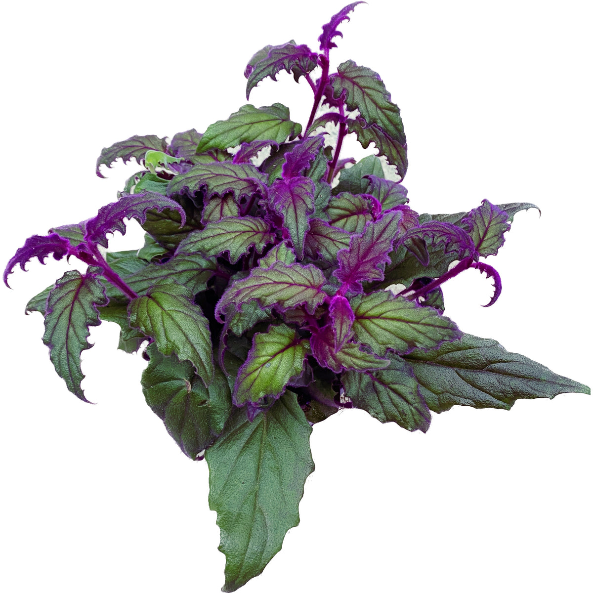 Gynura aurantiaca « Purple Passion » (plante aux feuilles de velours)