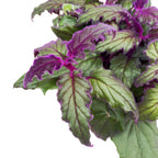 Gynura aurantiaca 'Purple Passion' 2pp - planta catifelata cu frunzis mov intens