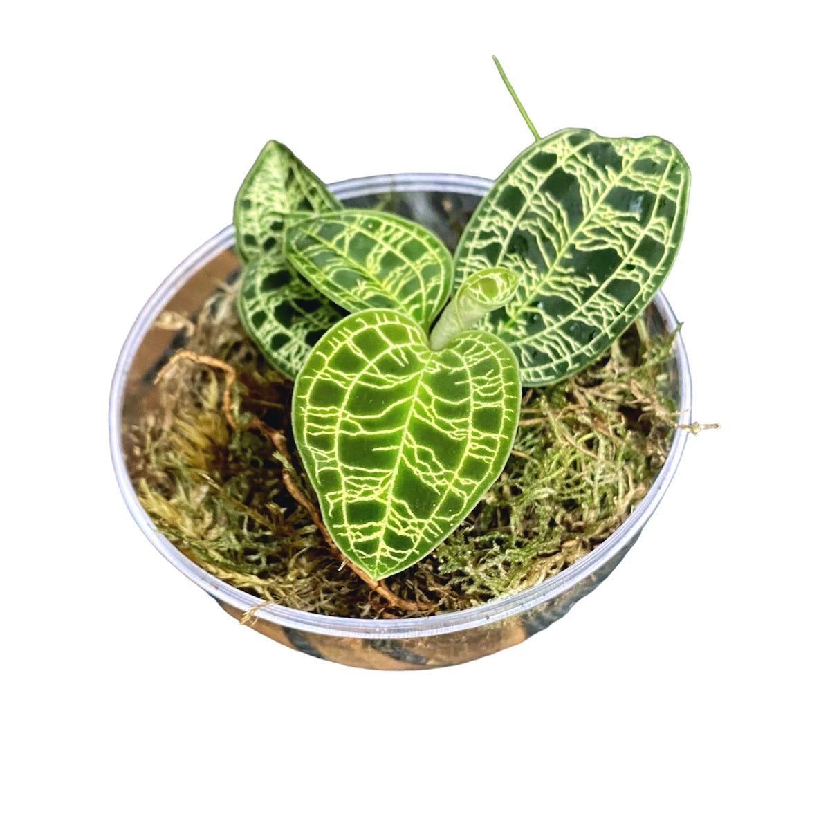 Ecosystem with Macodes petola (Easy Care Terrarium)
