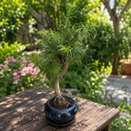 Bonsai Pseudolarix (Form S)