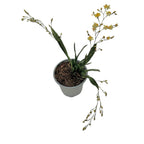 Oncidium Twinkle Cream - intensely fragrant flowers