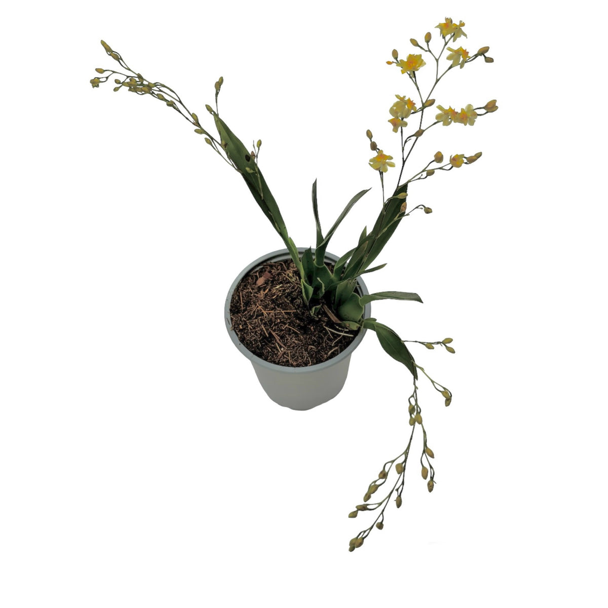 Oncidium Twinkle Cream - intensely fragrant flowers