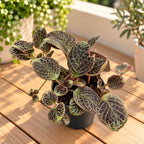Episcia cupreata 'Karlyn'