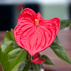 Anthurium Madural (flori rosii XL)