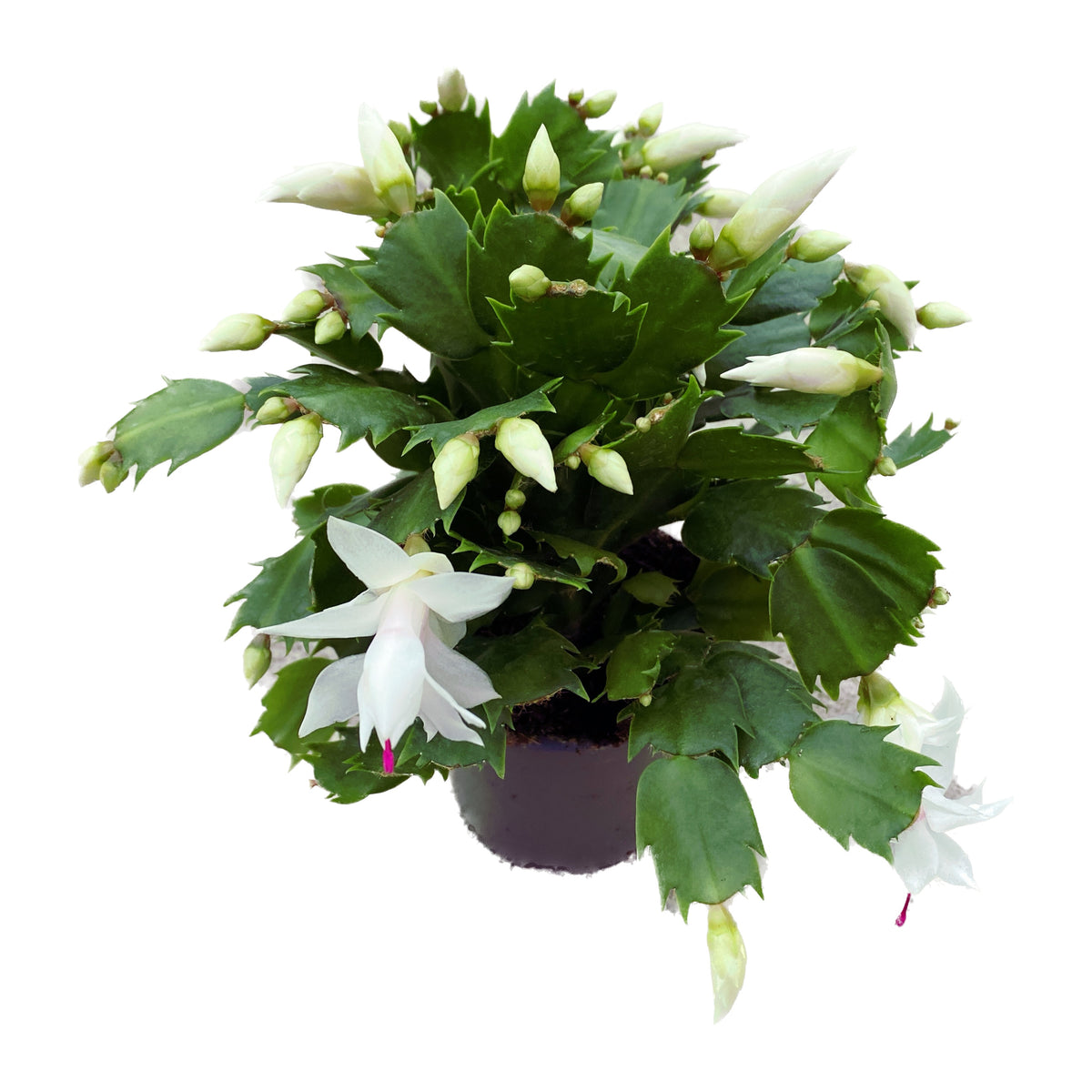 Schlumbergera ‘Cecilie’ (white Christmas cactus) +5pp