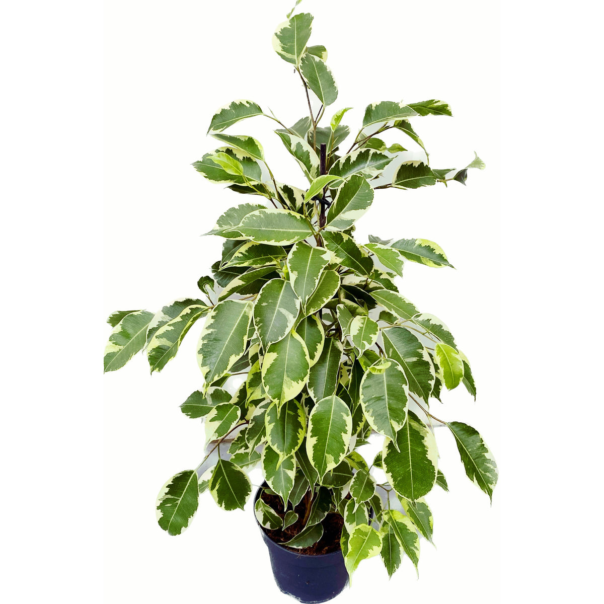 Ficus benjamina Samantha - 2 kasvia/ruukku