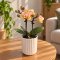 Phalaenopsis Aromio Mineral (Scention) - пелорик
