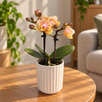 Phalaenopsis Aromio Mineral (Scention) - пелорик