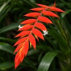 Tillandsia dyeriana - tropical bromeliad with spectacular inflorescence