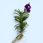Vanda Nitaya Velvet Blackberry XXL (Ansu)