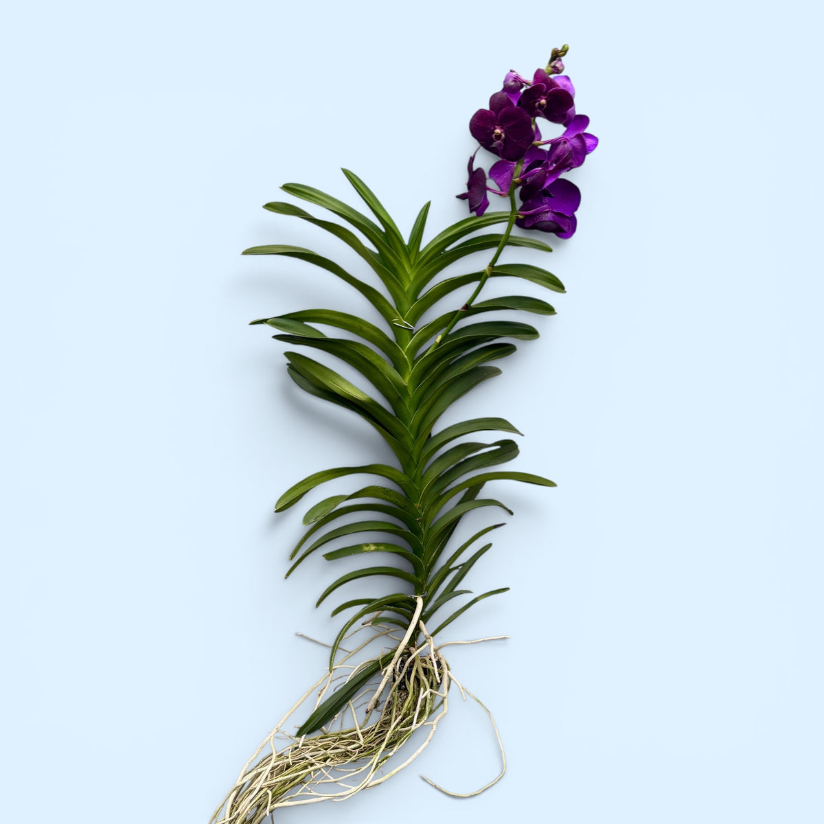 Vanda Nitaya Velvet Blackberry XXL (Ansu)