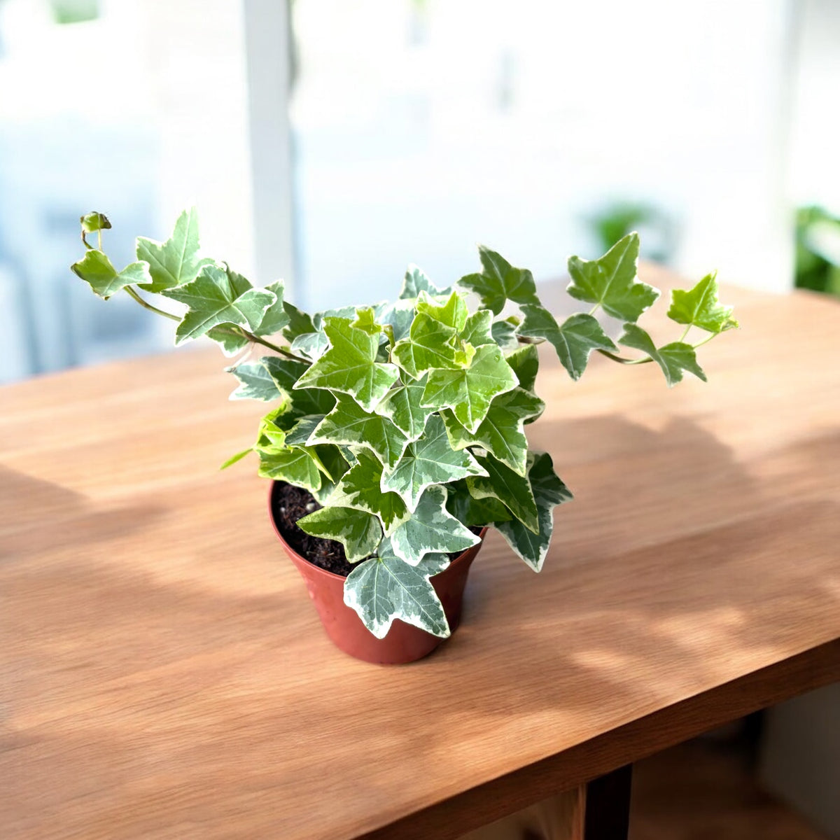 Hedera helix 'White Wonder' - variegated ivy with green-cream foliage