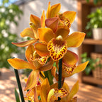 Cymbidium Enzan Forest 'Majolica'