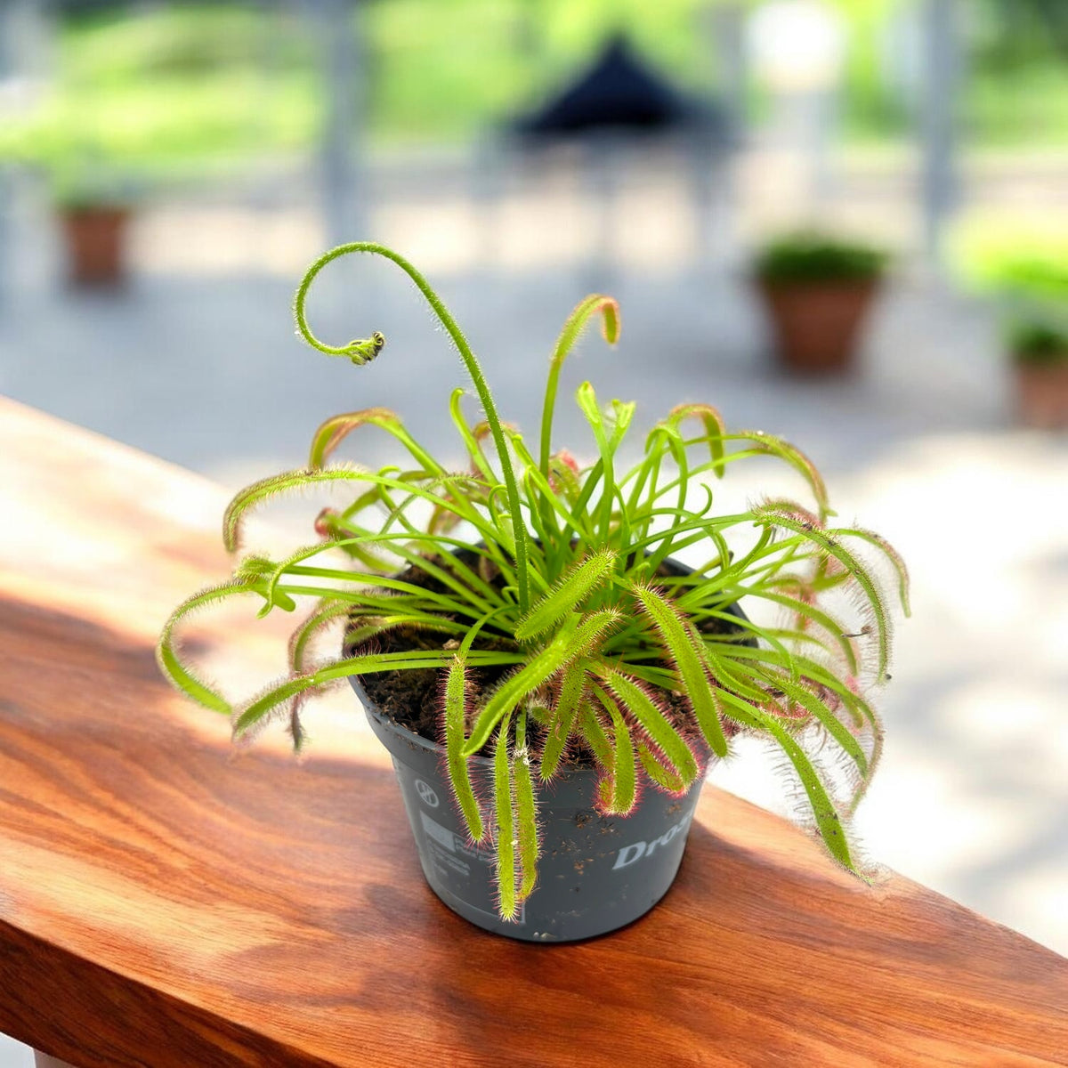 Drosera Capensis - Roua cerului D8