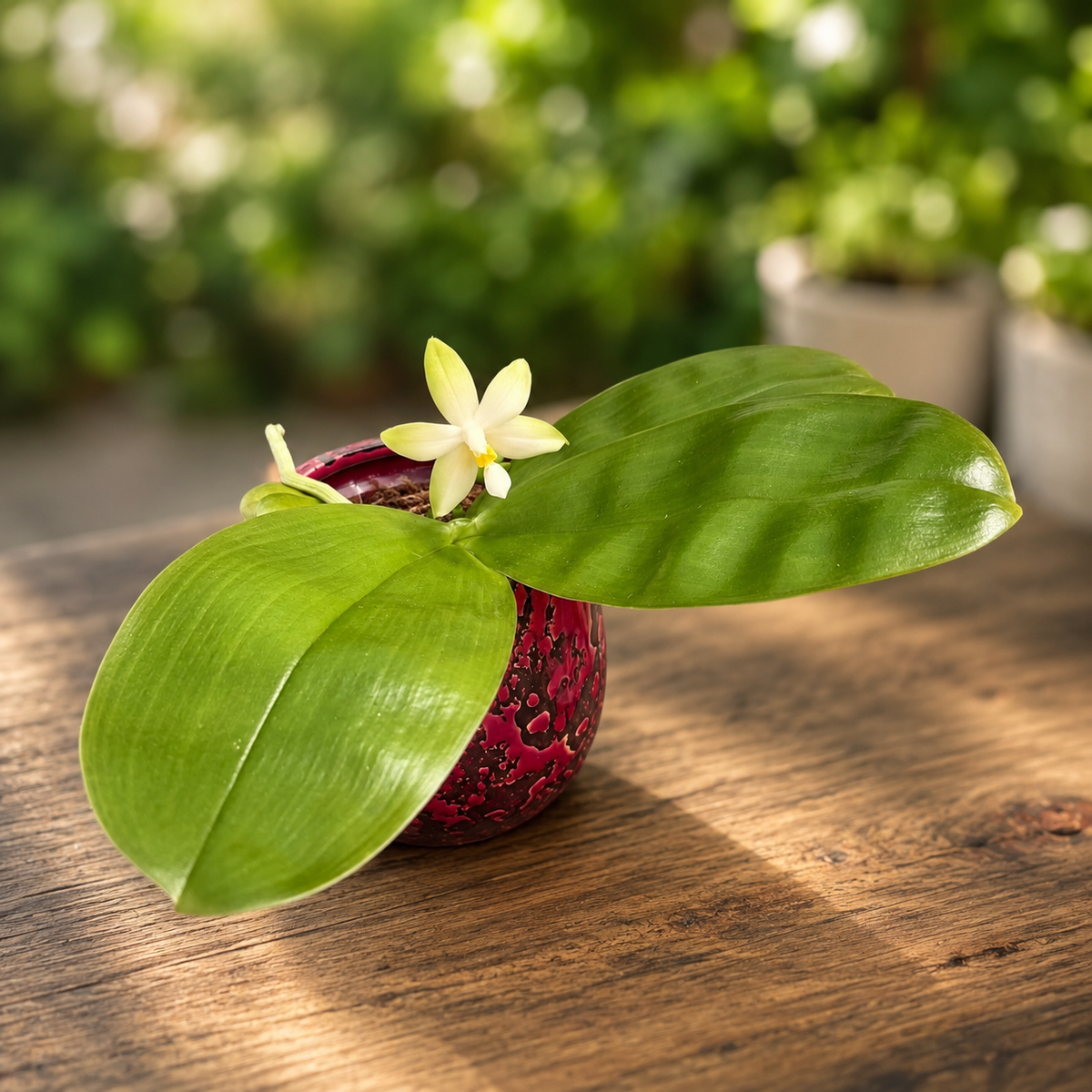 Phalaenopsis violacea var. alba - intensywnie pachnące kwiaty