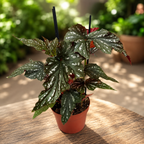 Begonia Rex ‘Aiai’ - rex begonia met artistiek blad