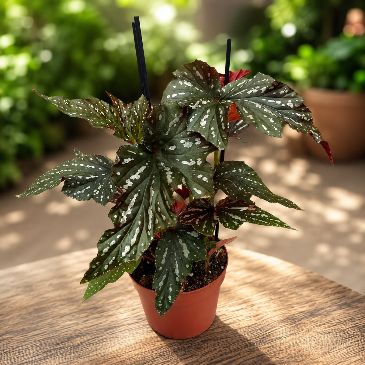 Begonia Rex ‘Aiai’ - rex begonia met artistiek blad