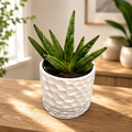 Sansevieria 'Hedgehog'- kompakte Sorte mit Igel-Optik