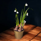 Sommer-Knotenblume - Leucojum aestivum