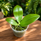 Phalaenopsis bellina 'Fire' - flori intens parfumate