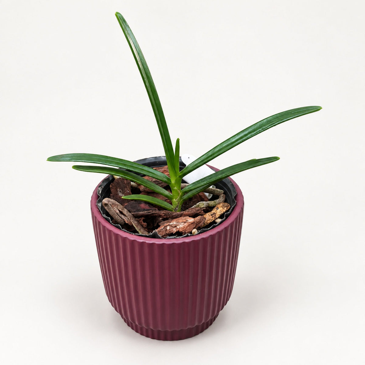 Renanthera monachica