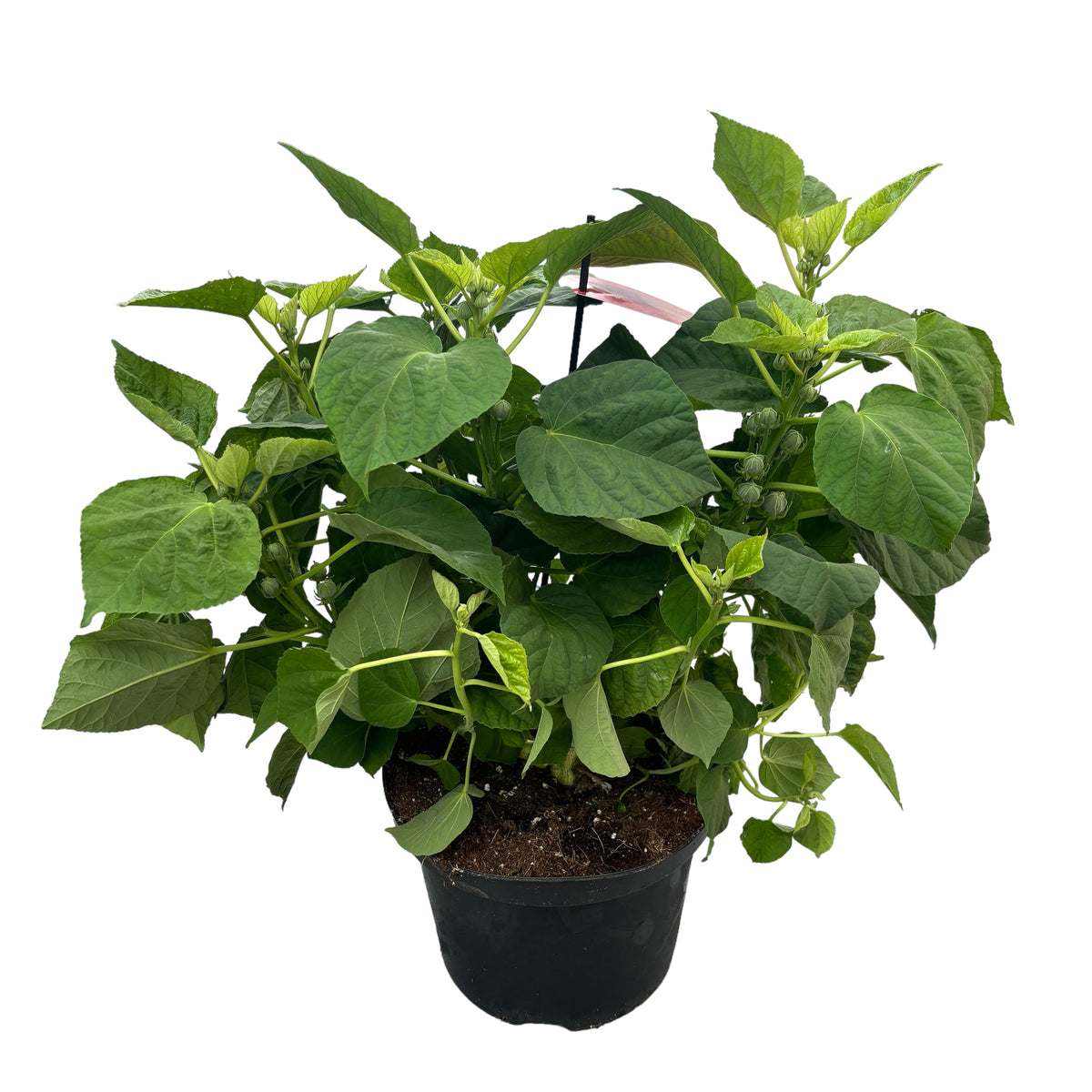 Hibiscus Moscheutos Luna White, flori albe XXL (de gradina)