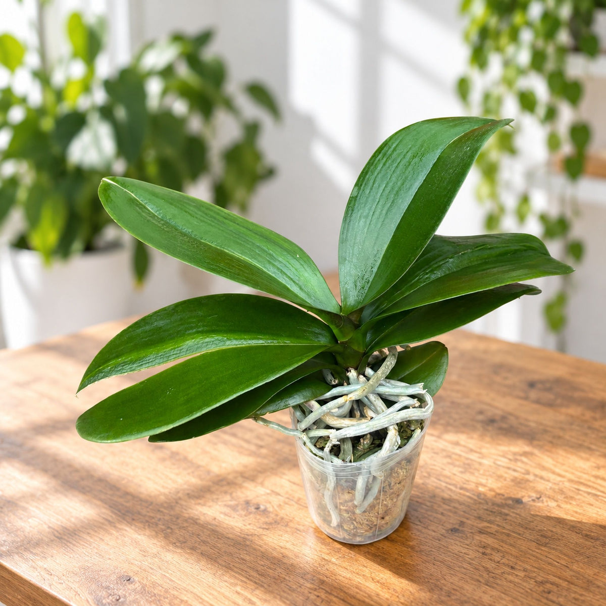 Phalaenopsis Dragon Heart - labello grande