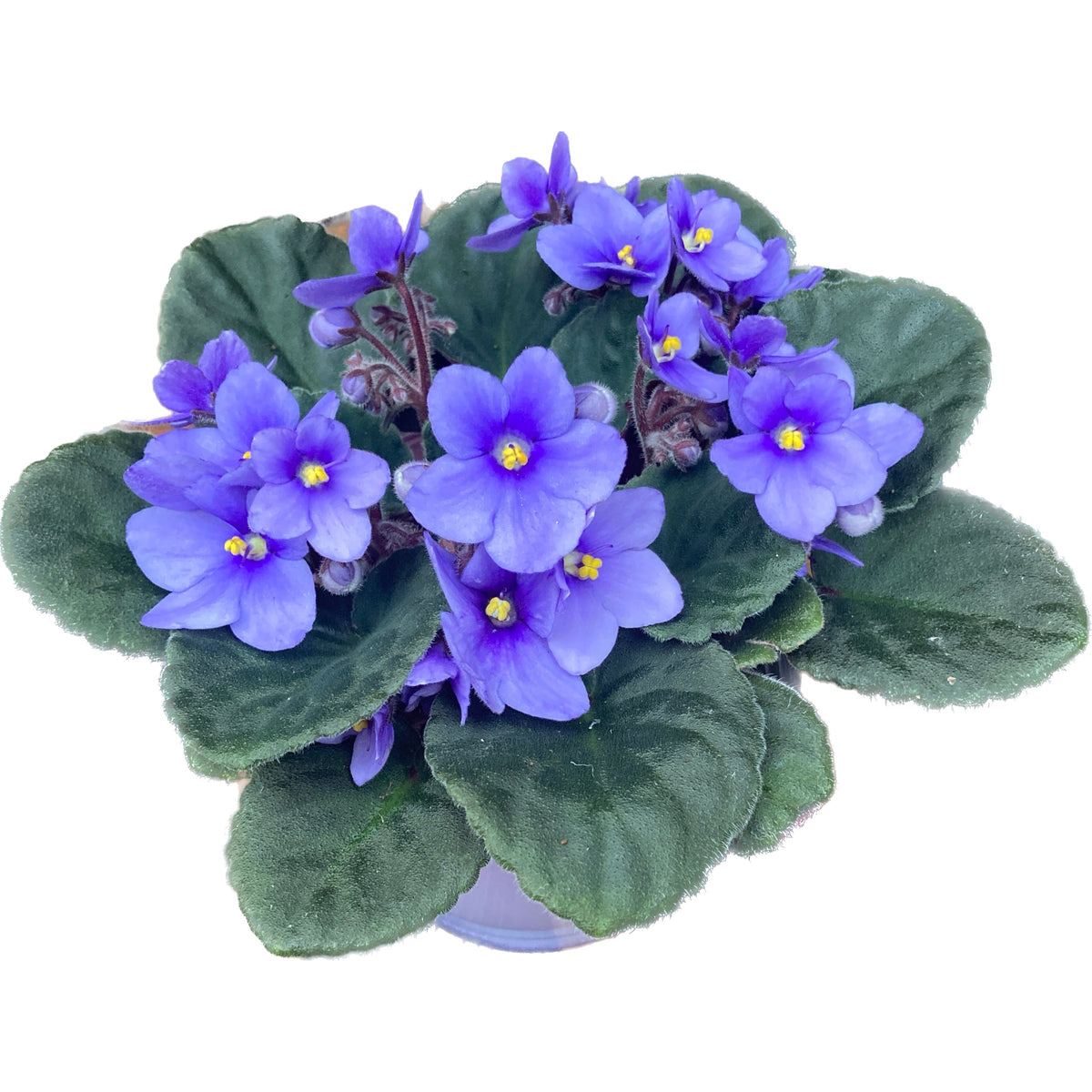 Saintpaulia Toronto - violettes bleues