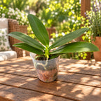 Phalaenopsis Cheese Burnt Cream (peloric) - fragrant flowers