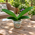 Phalaenopsis I-Hsin Foltos Leopárd (pelorikus)