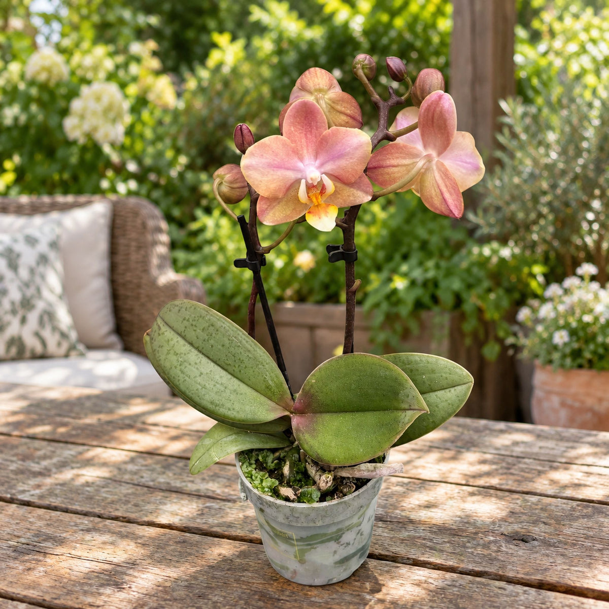 Phalaenopsis Aromio Powdery (Aromio Honey) - intensely fragrant flowers D7 - miniature