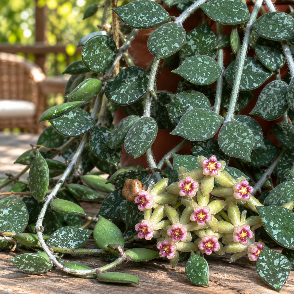 Hoya curtisii (Taiwan) - developed specimens