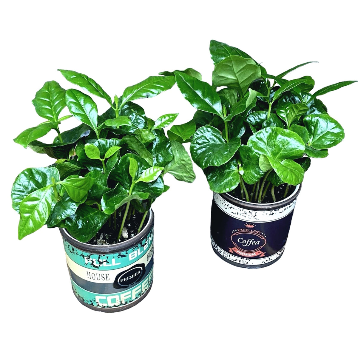 Coffee tree in retro ceramic pot - Coffea Arabica