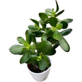 Crassula ovata 'Sunset' (pénzfa)