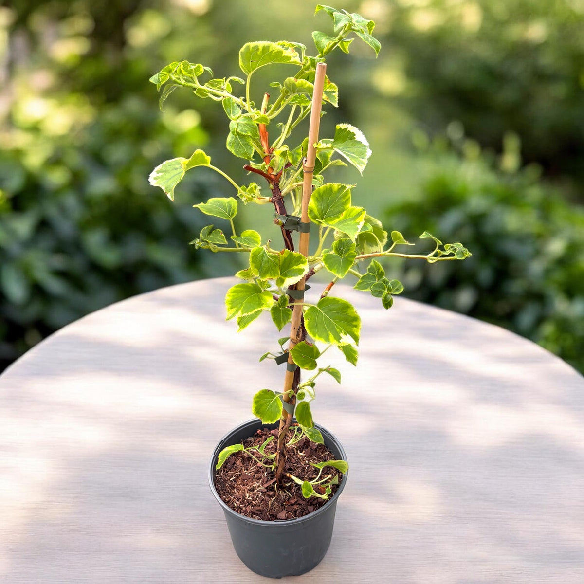 Hortensie cataratoare cu frunze bicolore si flori delicate - Hydrangea petiolaris 'Miranda'