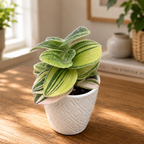 Tradescantia Sillamontana Variegata - babyplant
