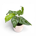 Calathea Freddie - babyplant