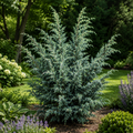 Juniperus squamata 'Meyeri' - jałowiec niebieski