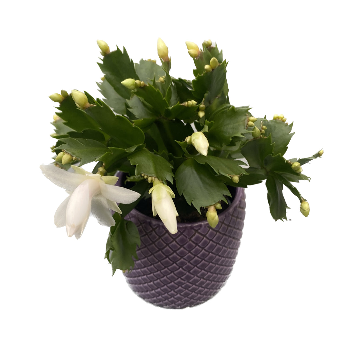 Schlumbergera 'White Brazil' (white Christmas cactus) 2pp