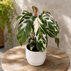 Calathea 'White Fusion' – premium decorative plant with white-green variegated foliage