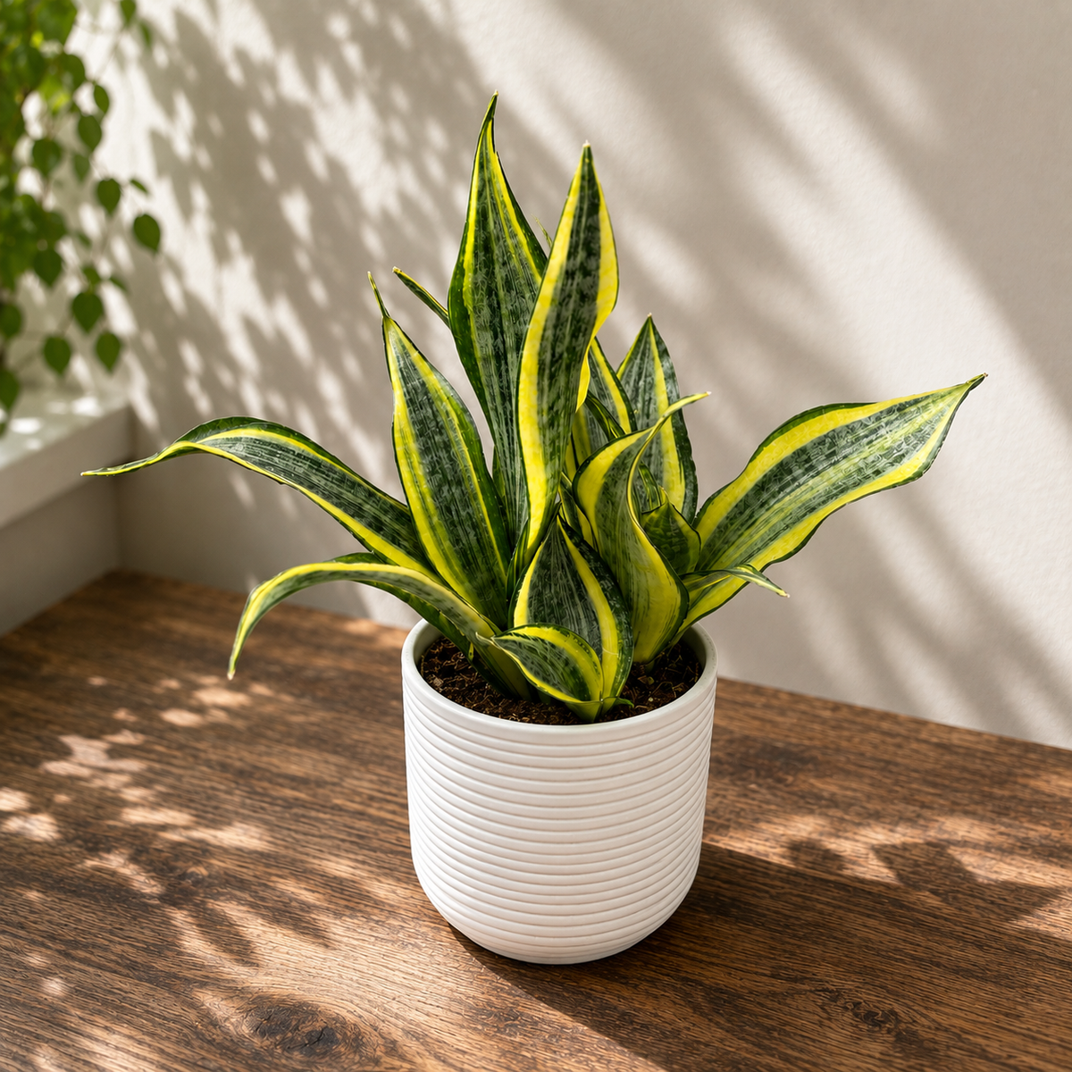 Sansevieria 'Hi Color' - Schwertpflanze mit spektakulärer Variegation