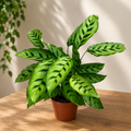 Calathea Leopardina