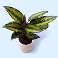 Calathea (Goeppertia) ‘Beauty Star’ - planta paun cu accente luminoase