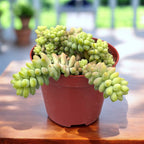 Sedum burrito (Coada magarului)