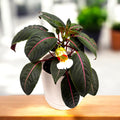 Impatiens morsei ('Velvet Love' Impatiens)