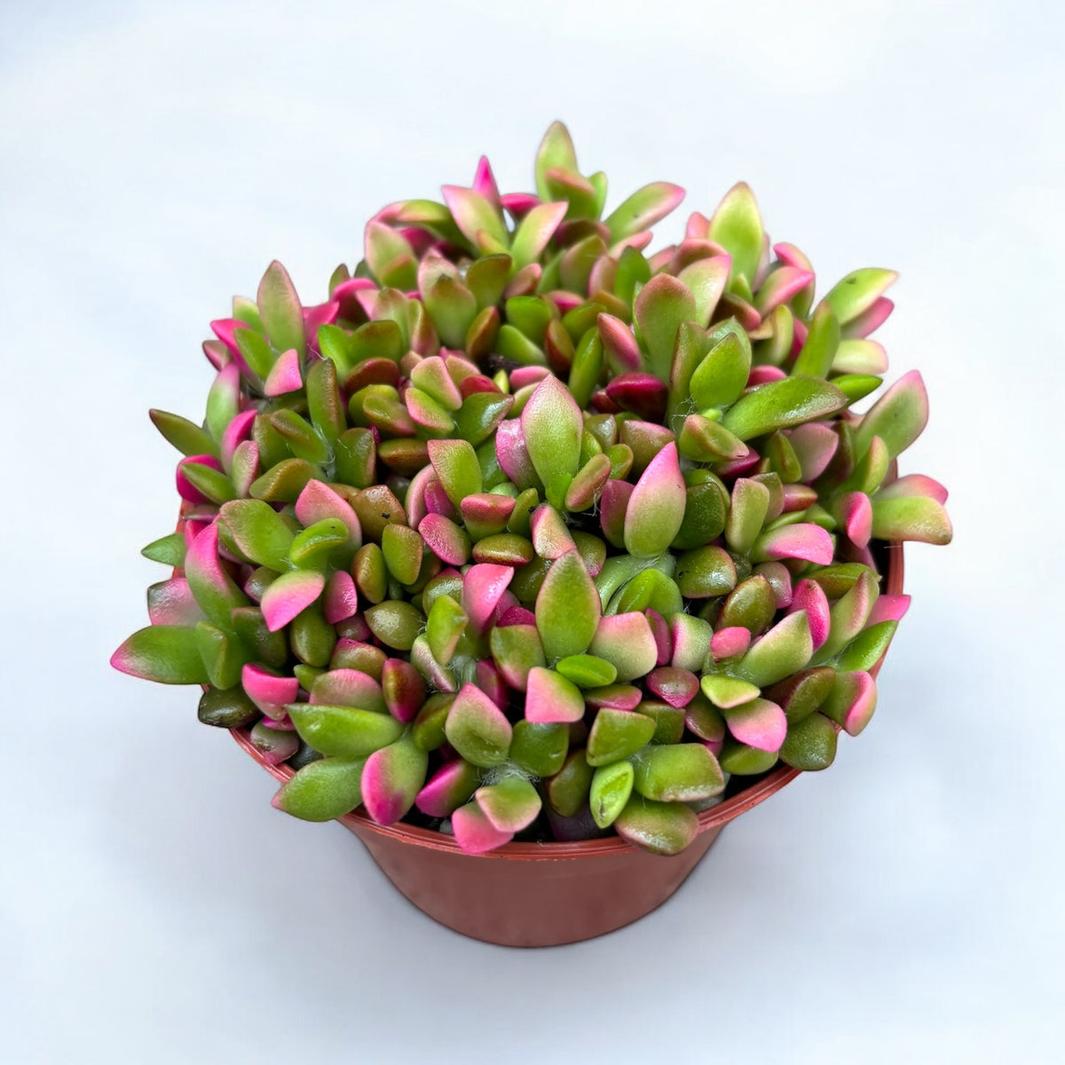 Anacampseros rufescens 'Sunrise' - compact succulent with multicolored foliage
