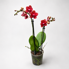 Phalaenopsis Reyoung Miley - flori parfumate