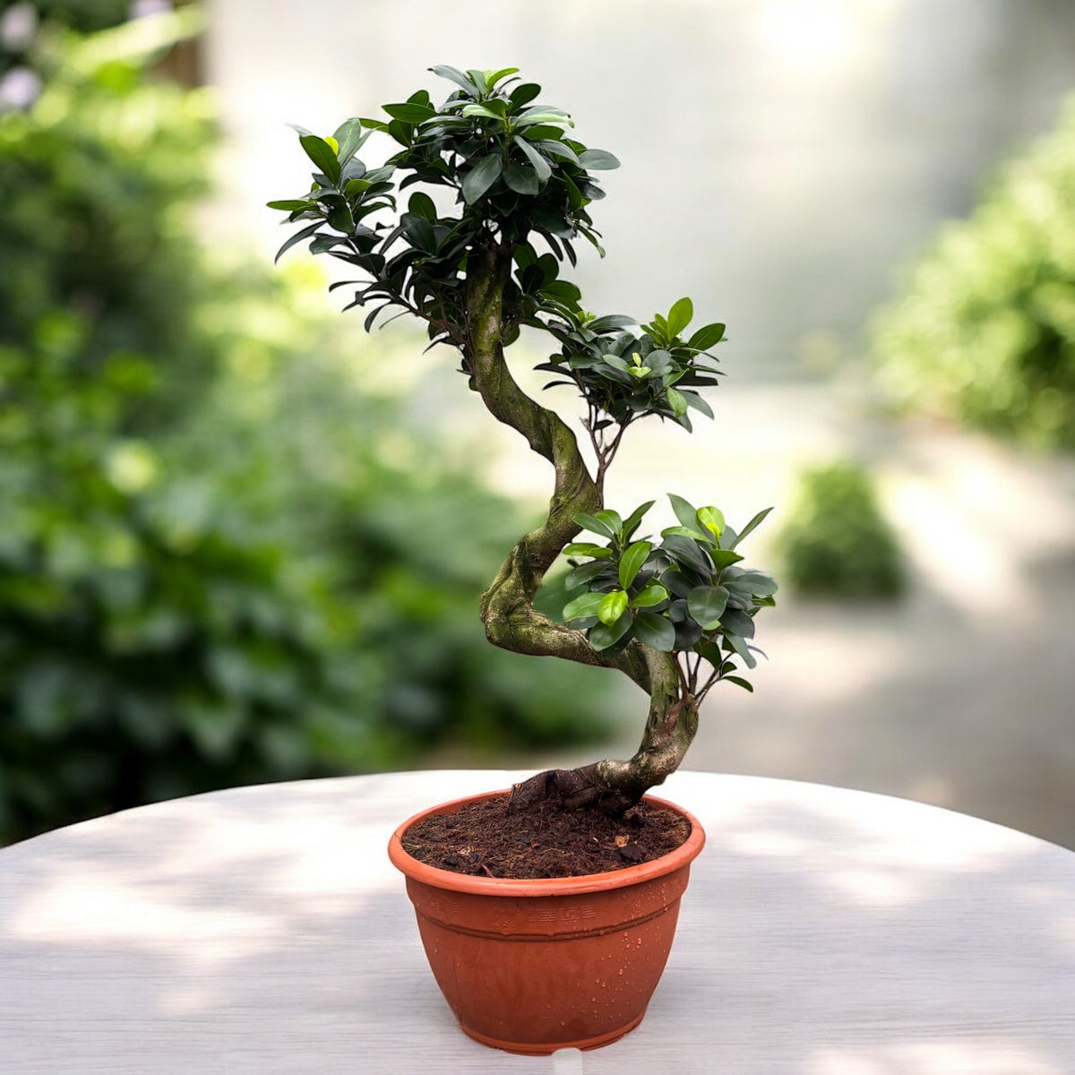 Bonsai Ginseng in forma S H70